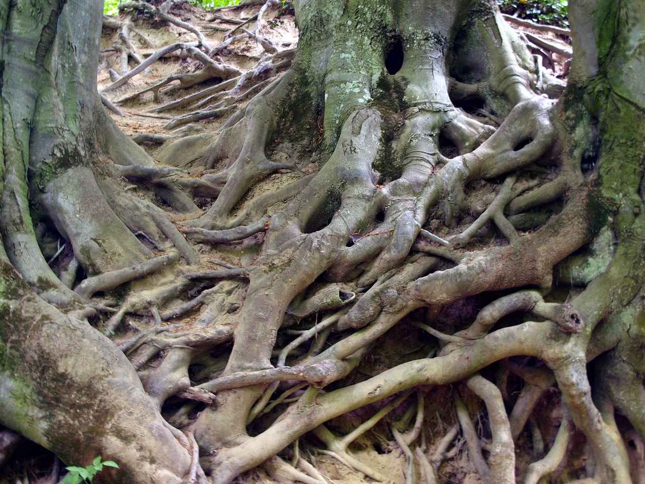Exploring the Digestive Benefits of Marshmallow Root