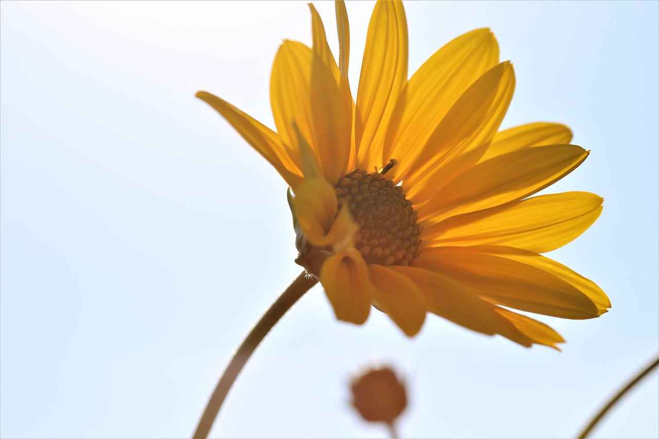 What is Arnica Montana?
