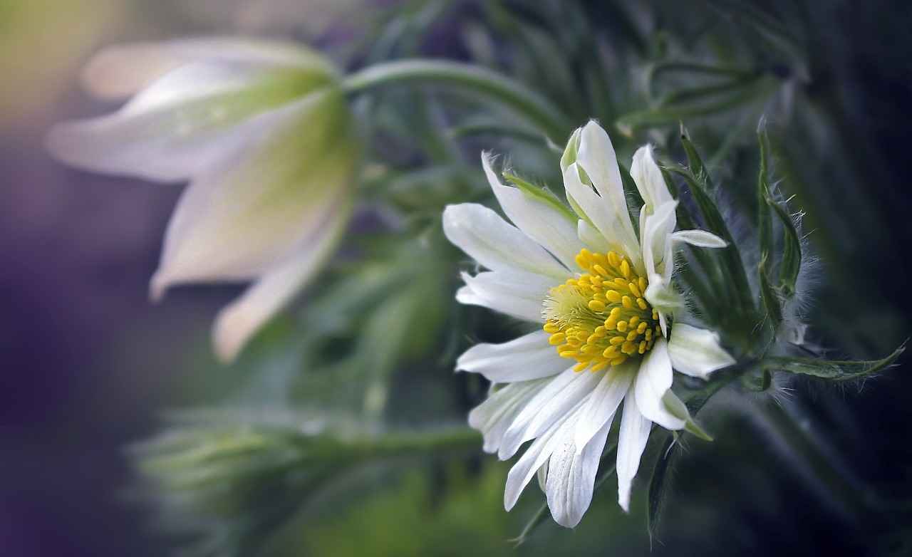 Conclusion: Embracing the Benefits of Arnica Montana