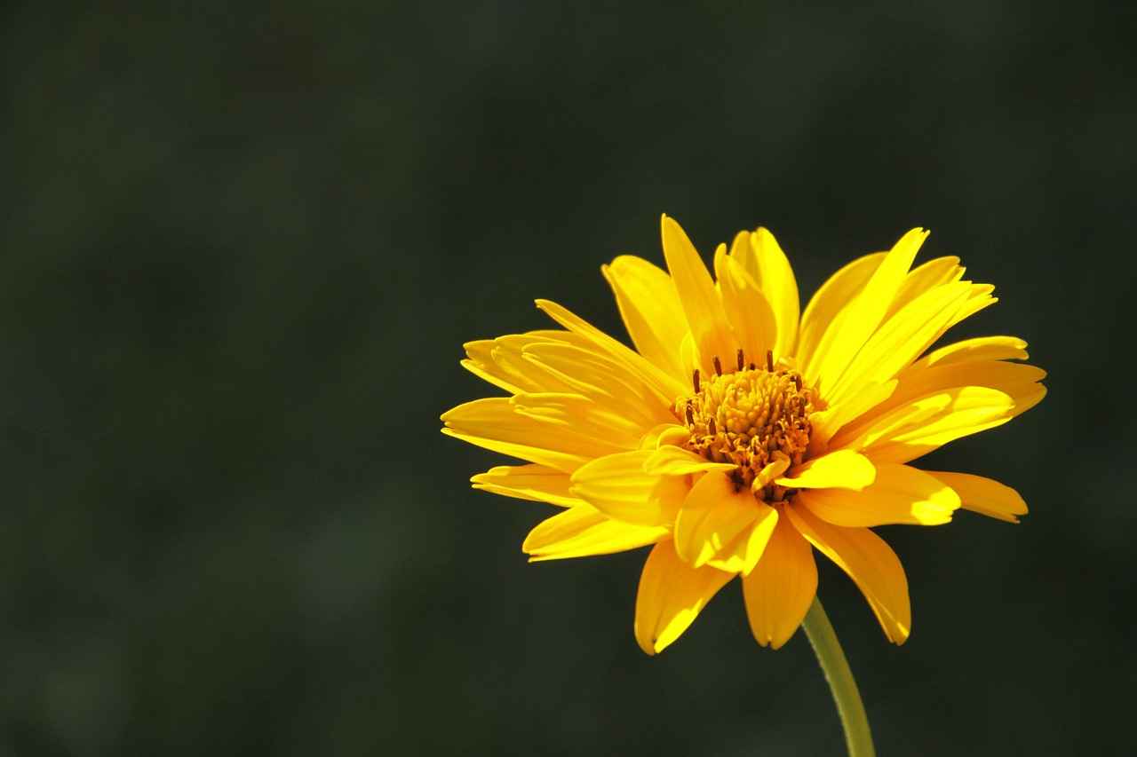 Historical Uses of Arnica Montana