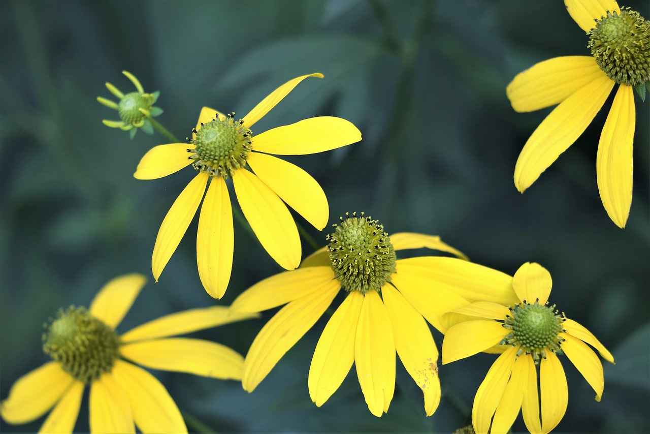 How to Use Arnica Montana Safely