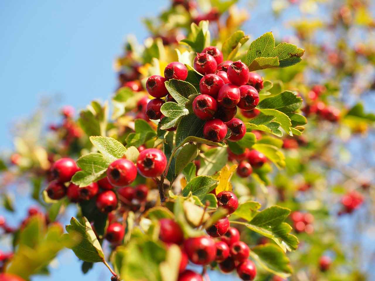 Exploring the Heart-Healthy Effects of Hawthorn Extract