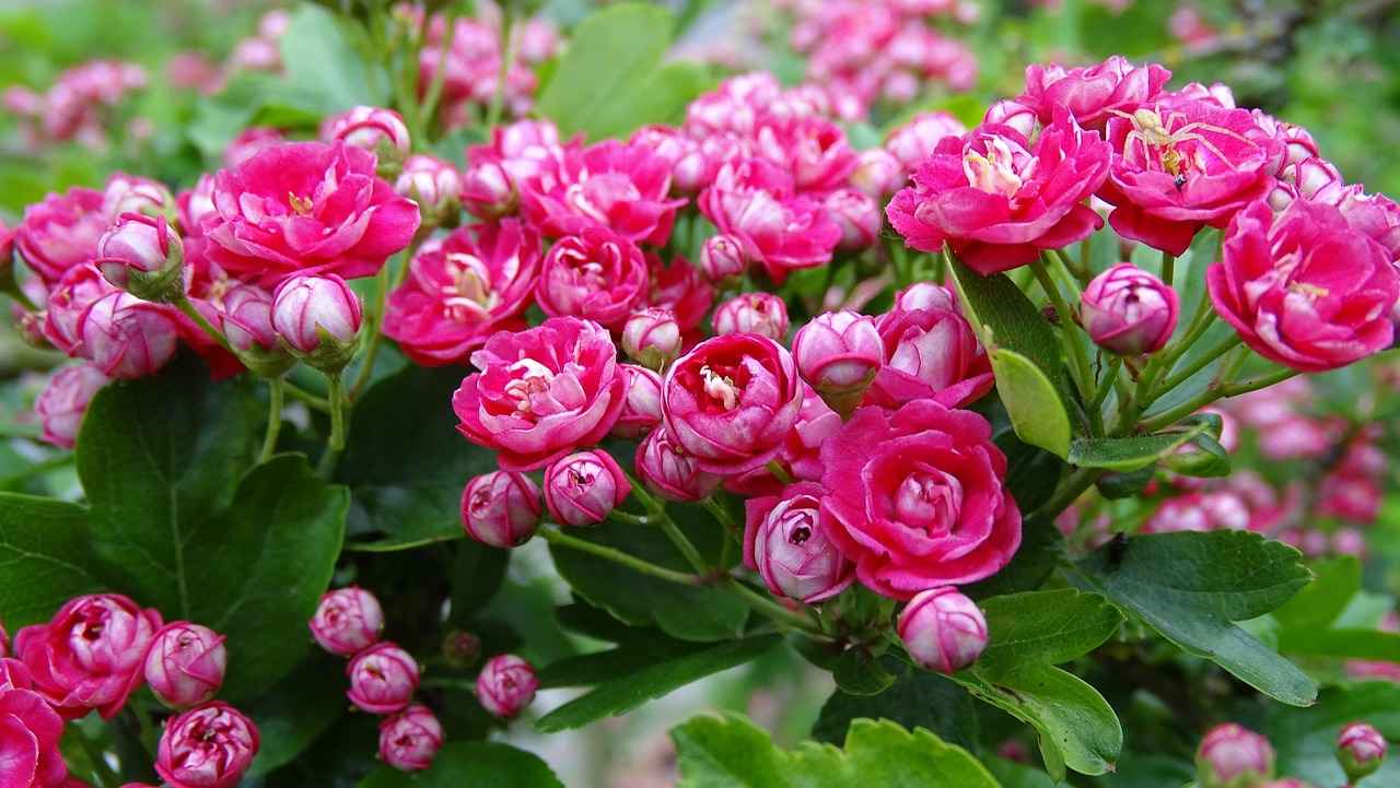 What is Hawthorn Extract?