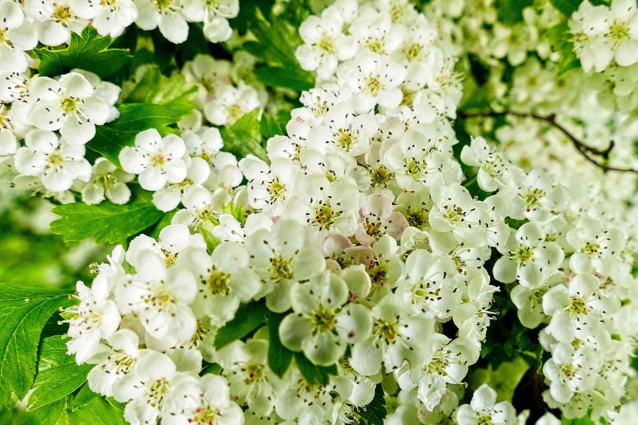 Conclusion: Is Hawthorn Extract Right for You?