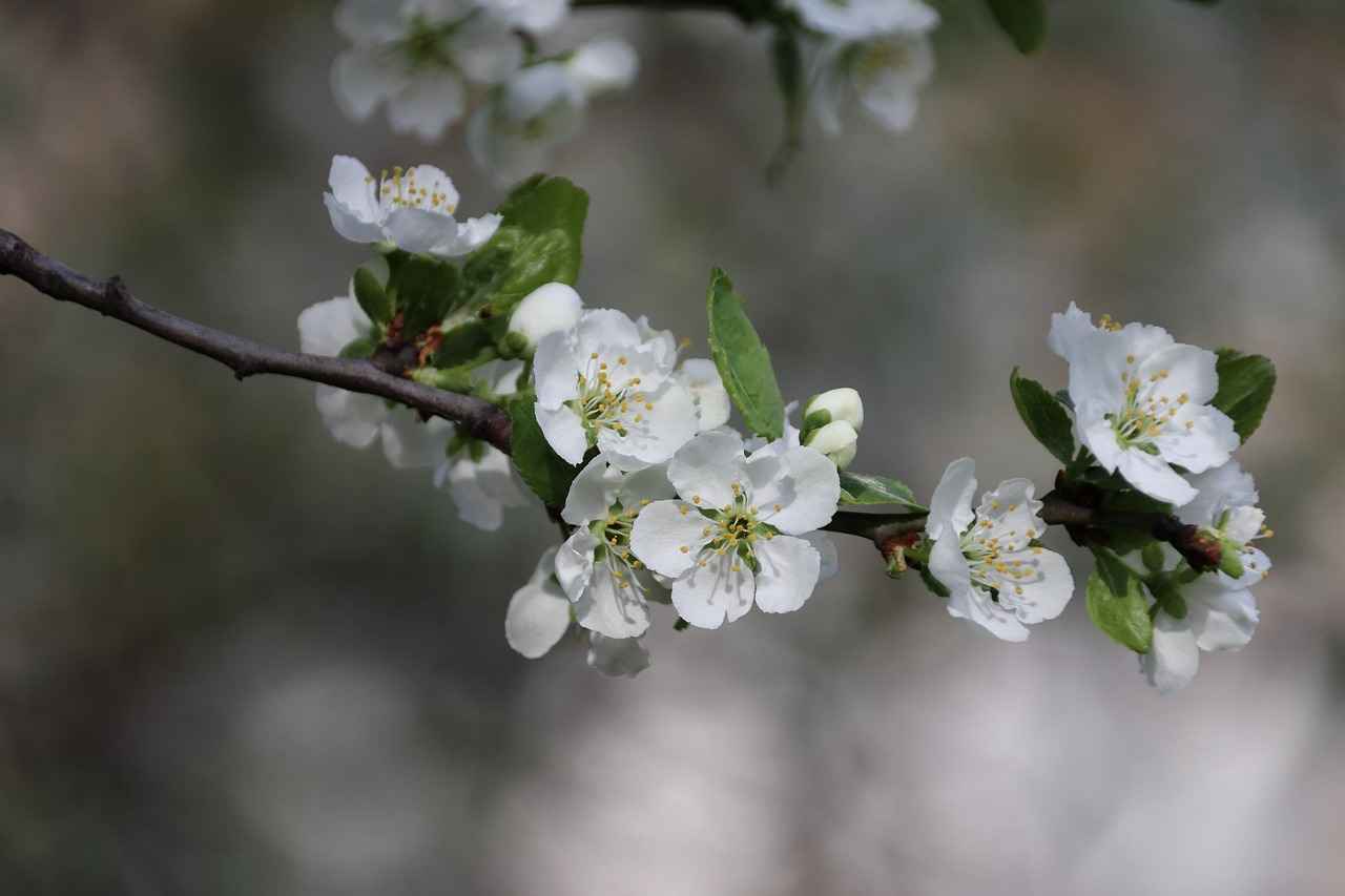 Health Benefits of Hawthorn Extract