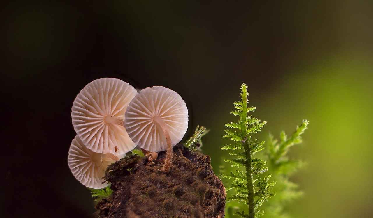 Exploring the Immune-Supportive Role of Mushroom Complexes