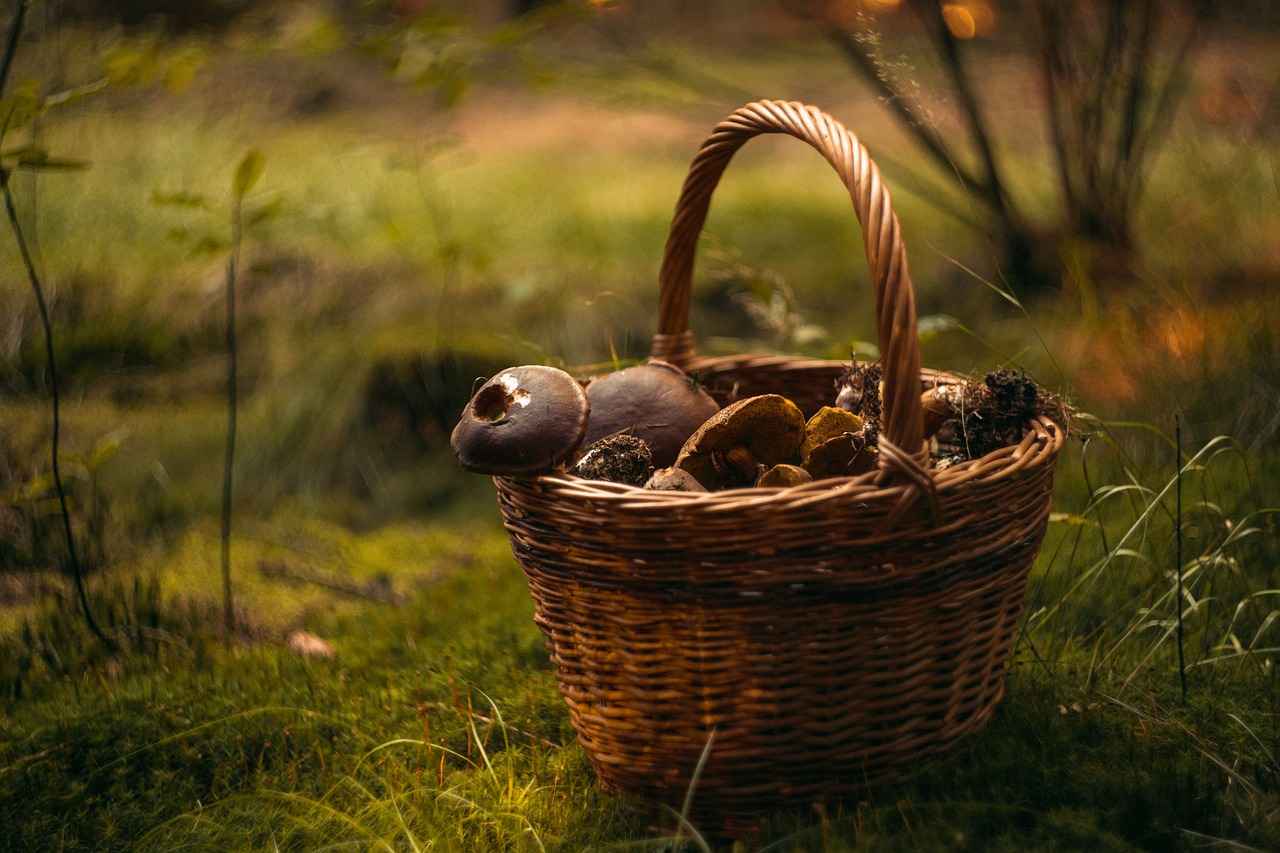What Are Mushroom Complexes?