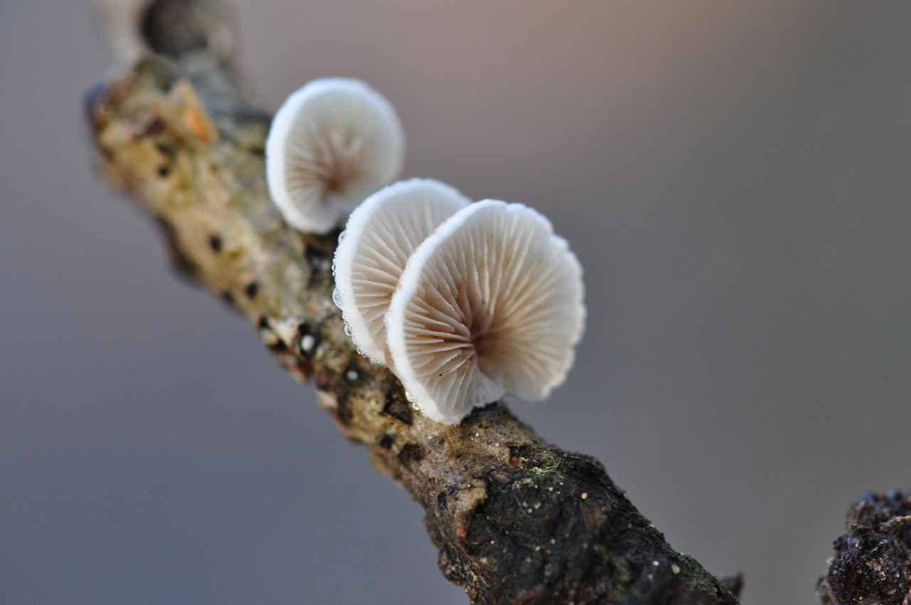 Key Immune-Boosting Mushrooms