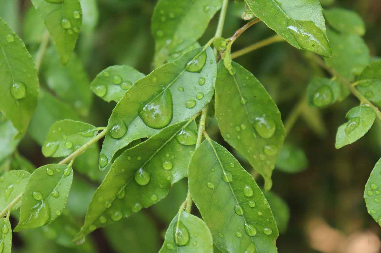 Exploring the Insulin Supportive Effects of Banaba Leaf