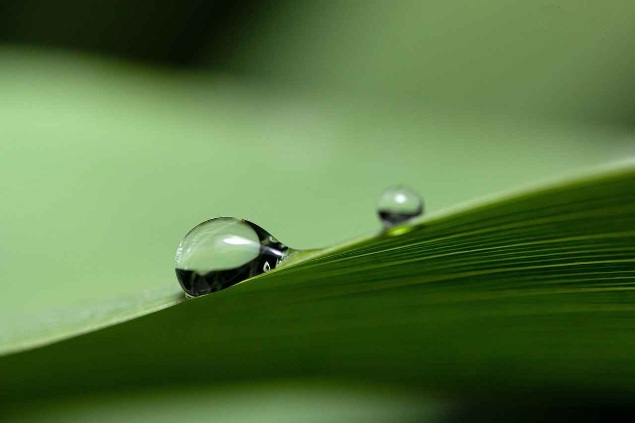 What is Banaba Leaf?