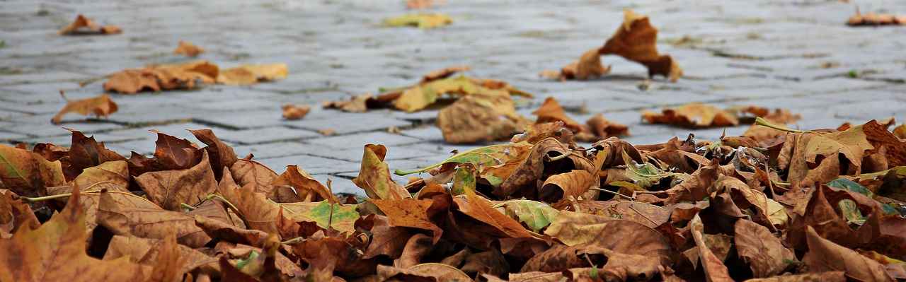 How to Incorporate Banaba Leaf into Your Routine