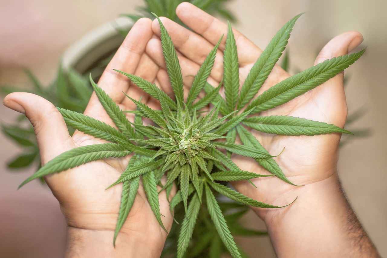 Conclusion: The Future of Banaba Leaf in Health