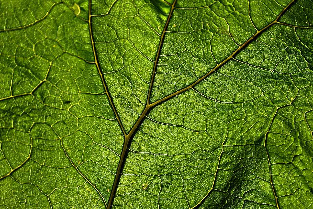 Active Compounds in Banaba Leaf