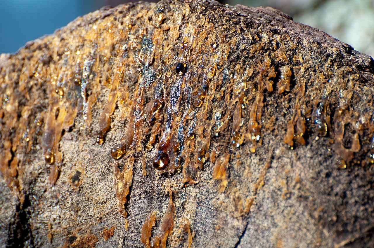 Conclusion: The Future of Boswellia Resin in Joint Health