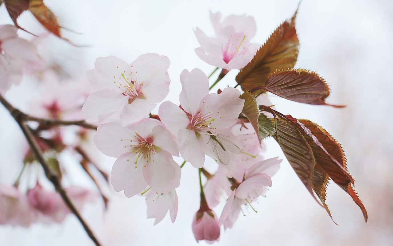 Exploring the Muscle Recovery Benefits of Tart Cherry
