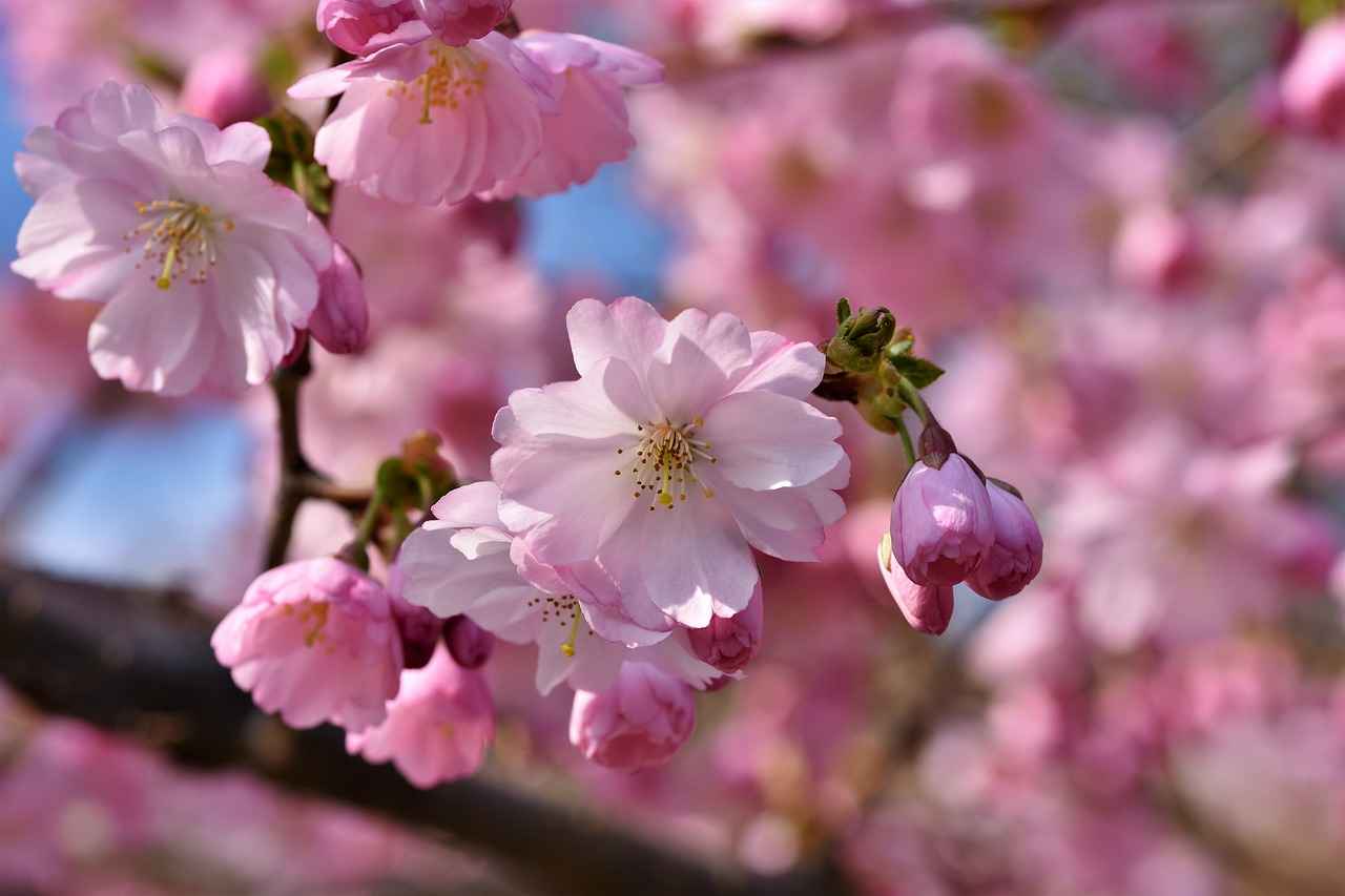 The Science Behind Tart Cherry