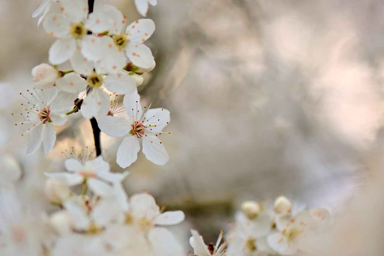 Key Nutrients in Tart Cherry