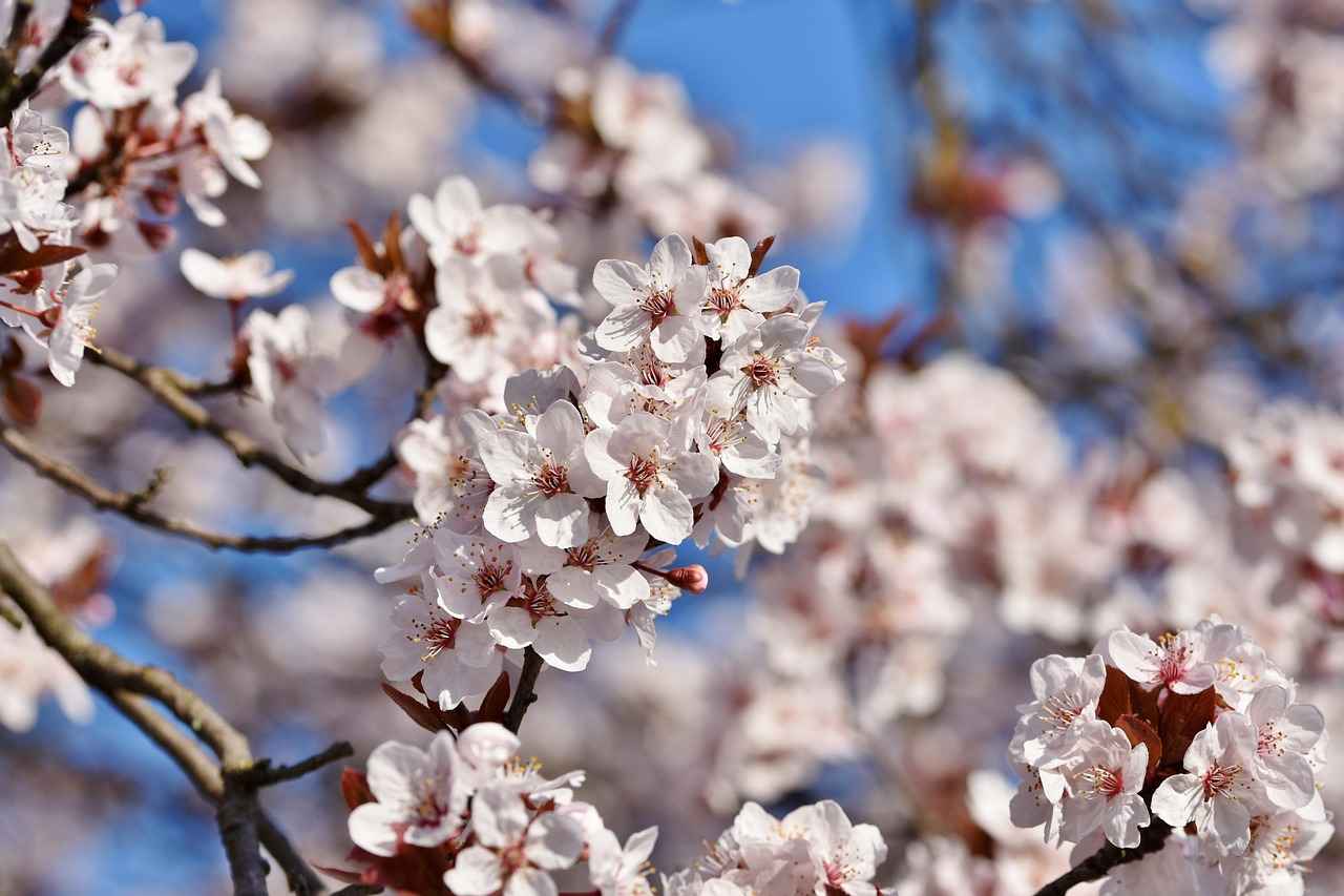 How Tart Cherry Aids Muscle Recovery