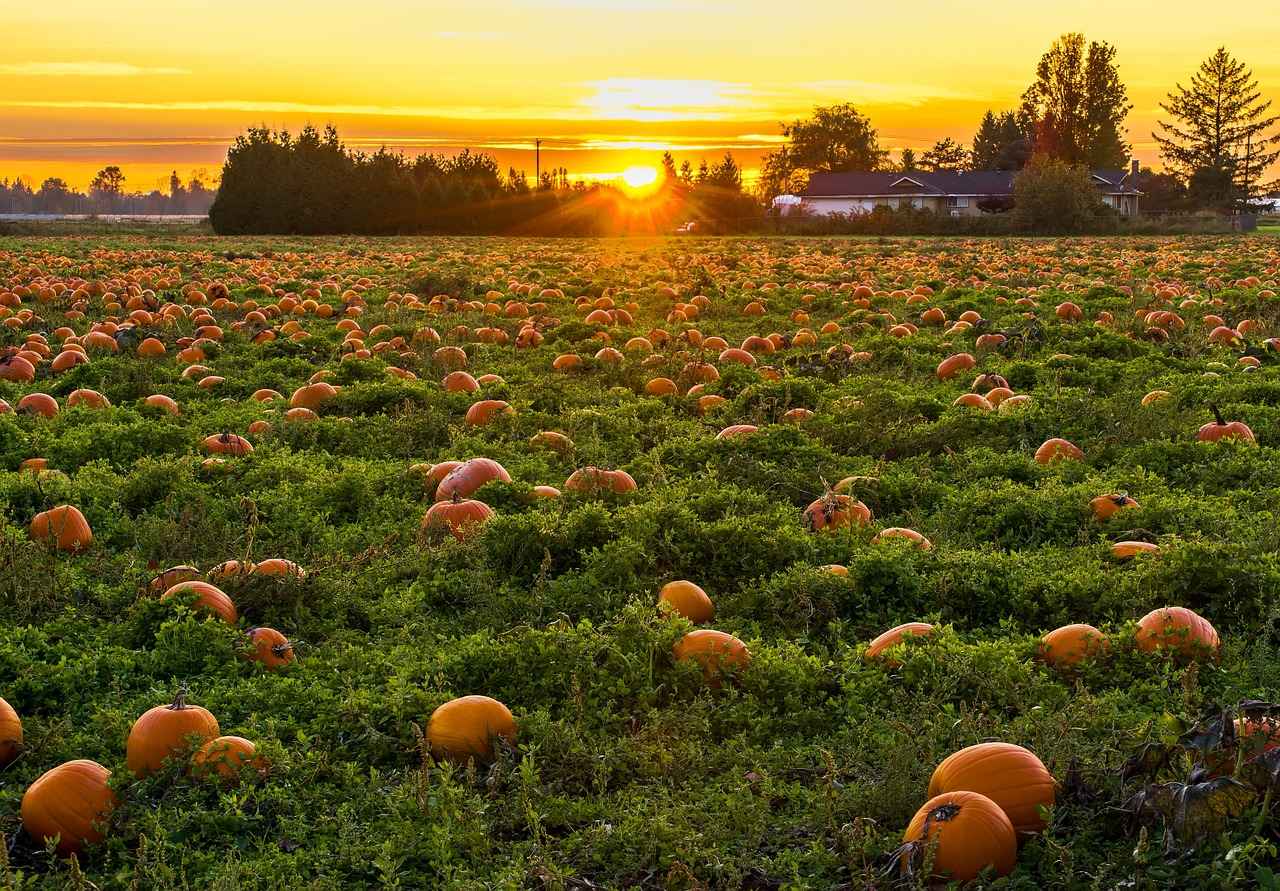 What is Pumpkin Seed Extract?