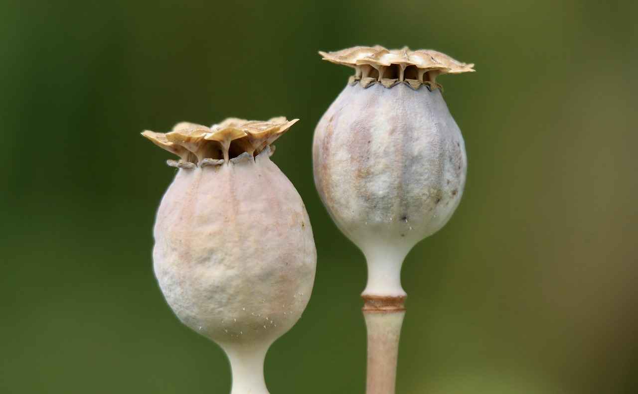 Conclusion: Embracing the Benefits of Pumpkin Seed Extract