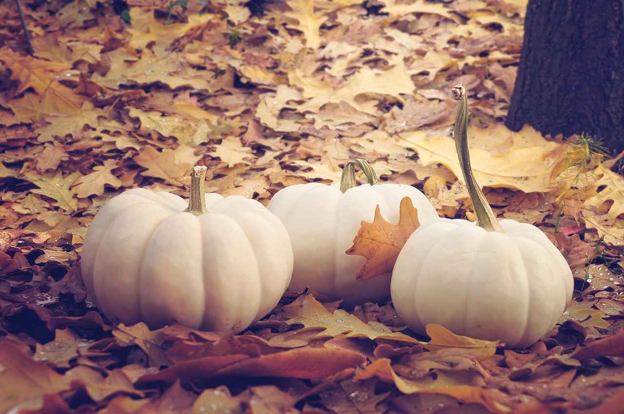 Nutritional Profile of Pumpkin Seed Extract