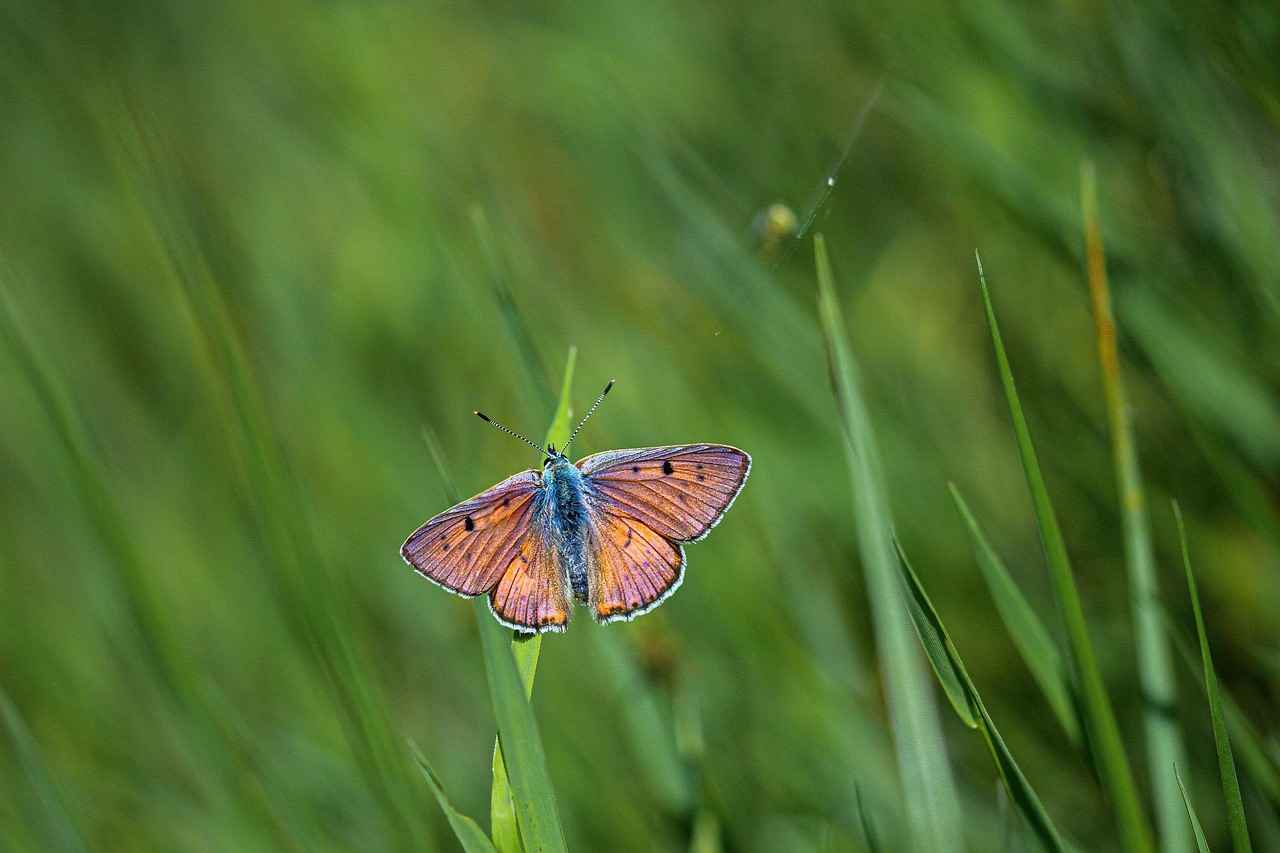 Exploring the Role of Copper in Antioxidant Support