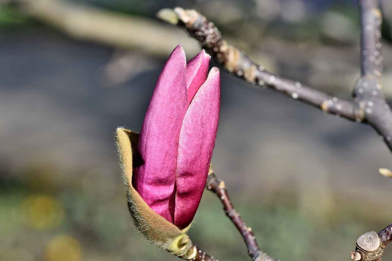Exploring the Stress-Alleviating Power of Magnolia Bark