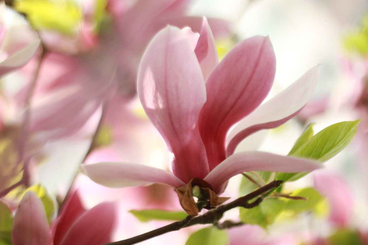 How to Incorporate Magnolia Bark into Your Routine
