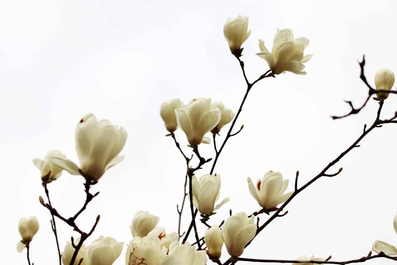 Historical Uses of Magnolia Bark