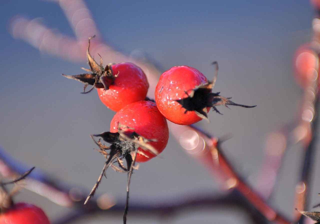 Conclusion: The Future of Hawthorn Berry in Vascular Health