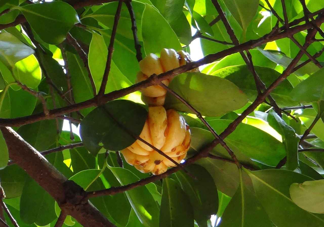 Garcinia Cambogia: The Natural Appetite Suppressant