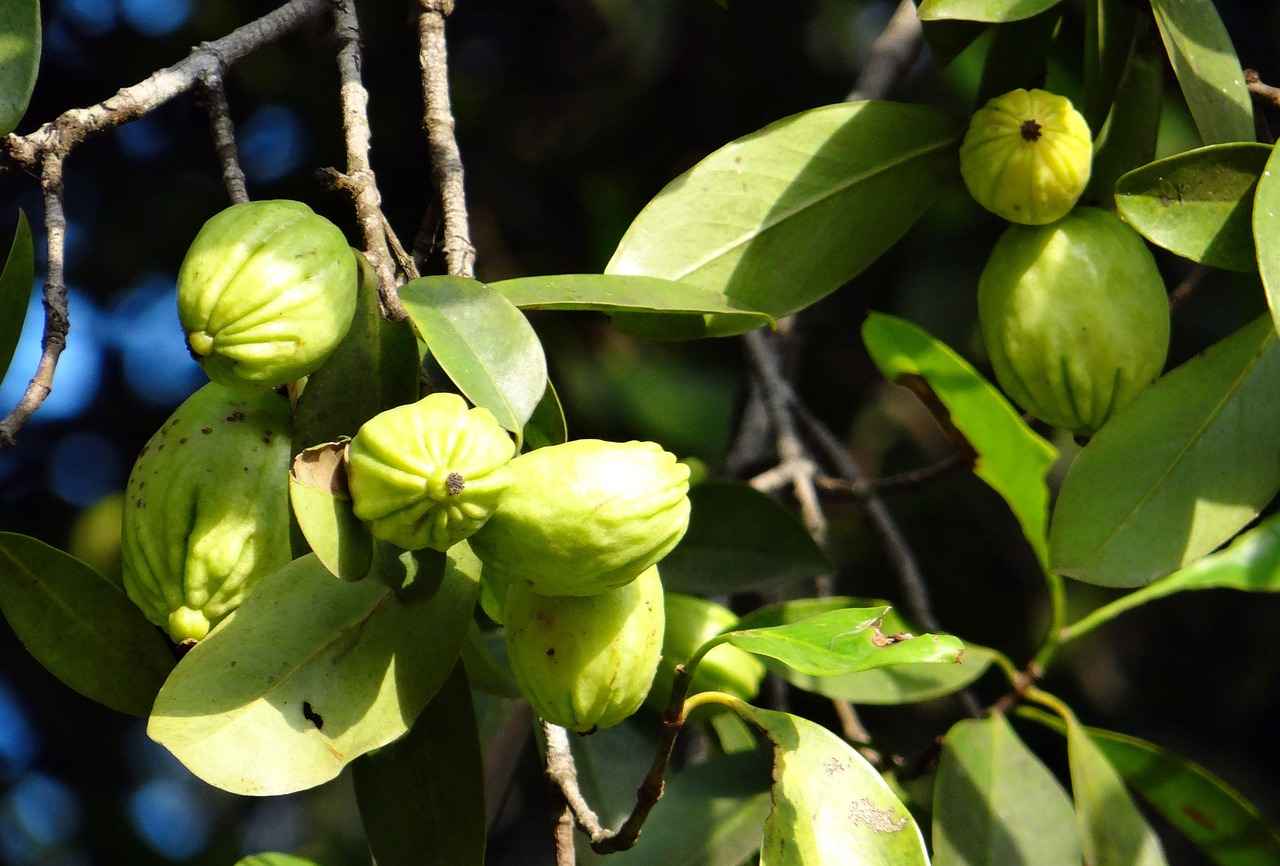 What is Garcinia Cambogia?