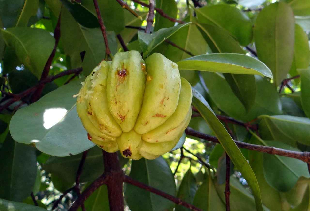 Health Benefits of Garcinia Cambogia