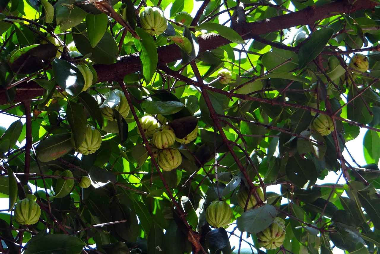 How to Use Garcinia Cambogia