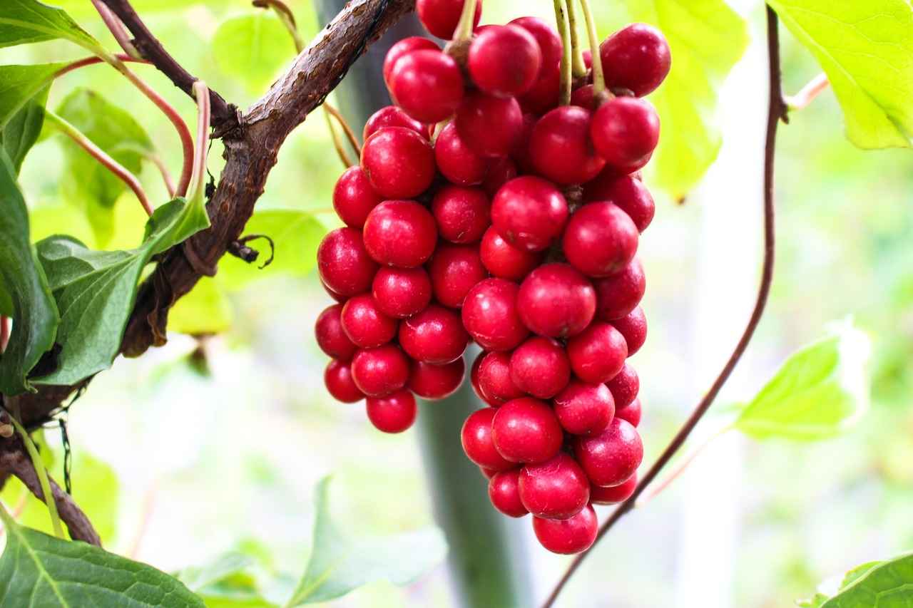 Harnessing the Adaptogenic Power of Schisandra