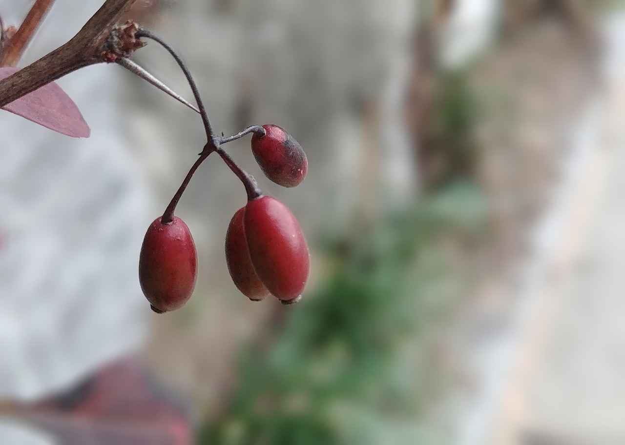 What is Schisandra?