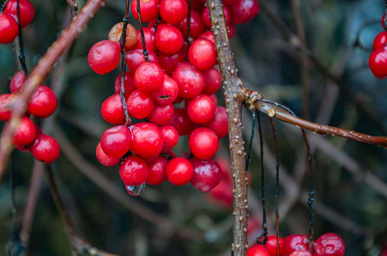 Conclusion: Embracing Schisandra for Wellness