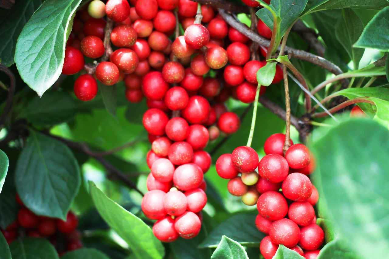 How to Use Schisandra
