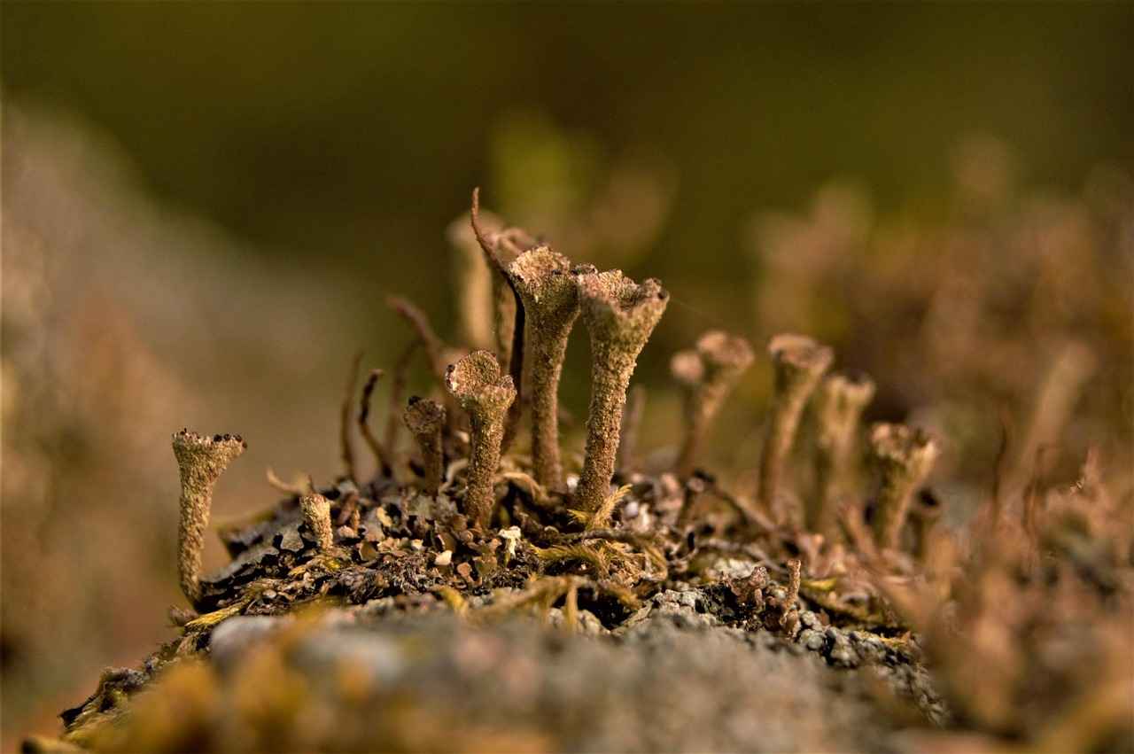 How to Use Caralluma Fimbriata