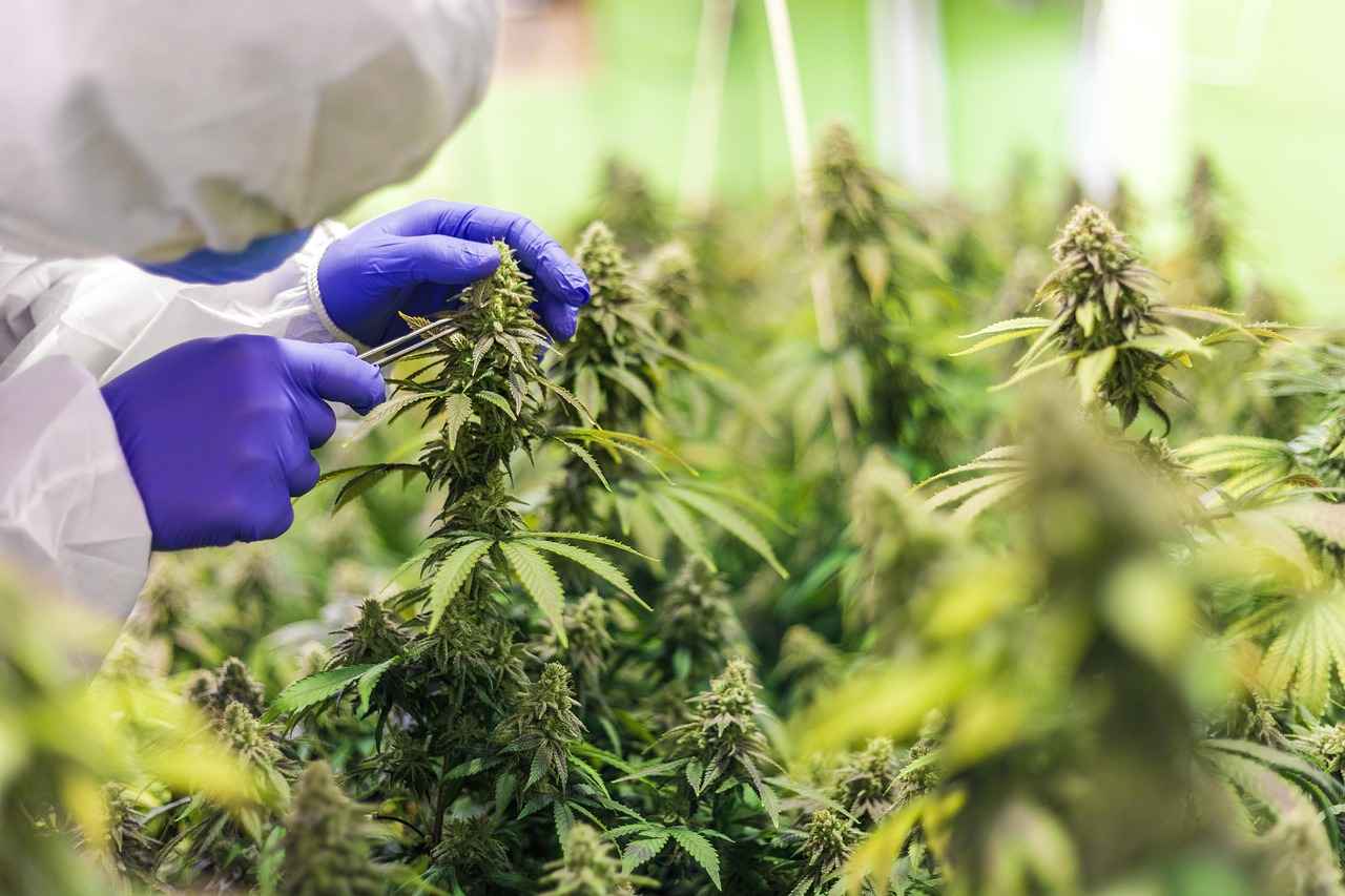 Choosing the Right CBD Product