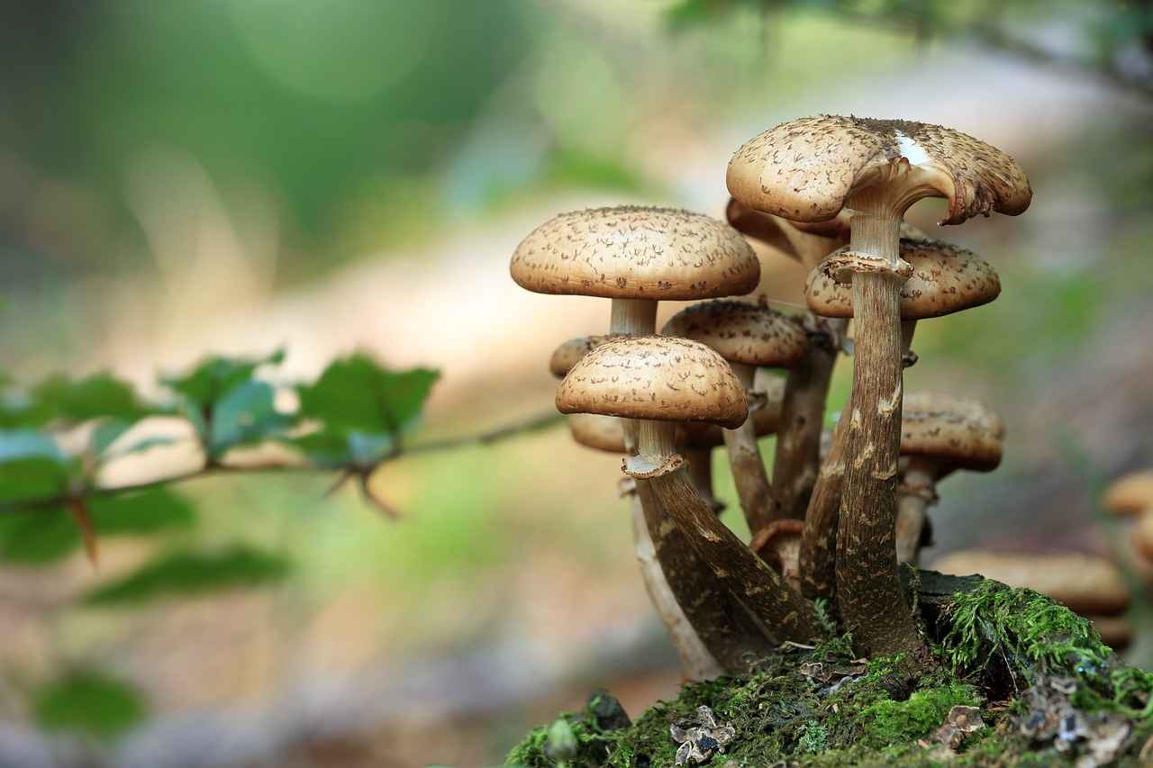 Harnessing the Benefits of Chaga Mushrooms for Immunity