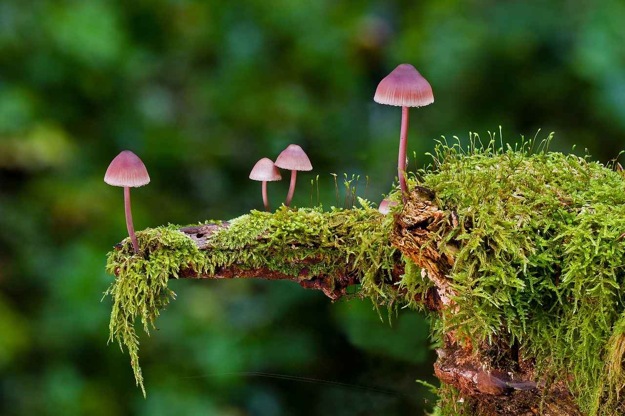 The Future of Chaga Mushrooms in Medicine