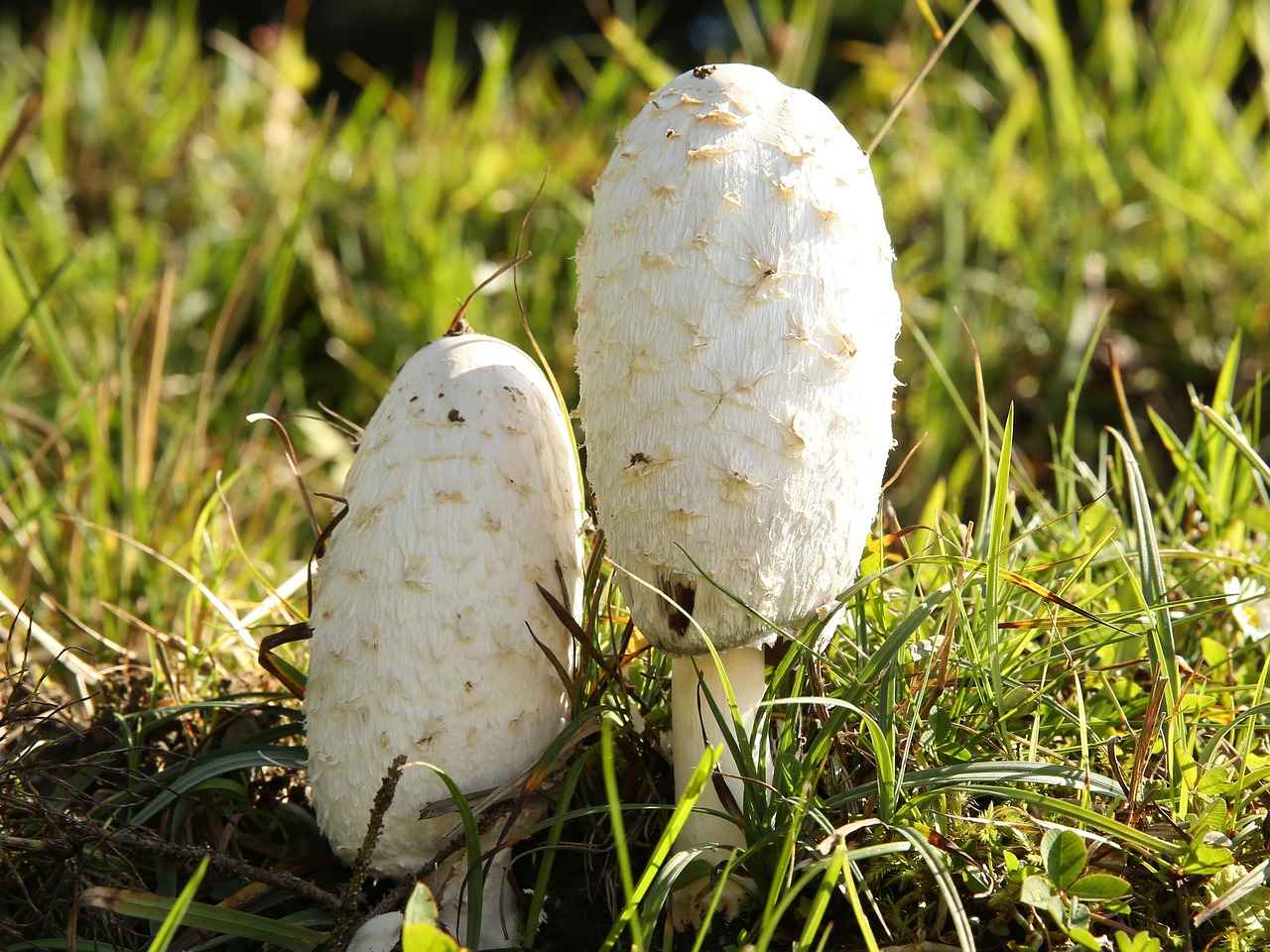 Health Benefits of Chaga Mushrooms