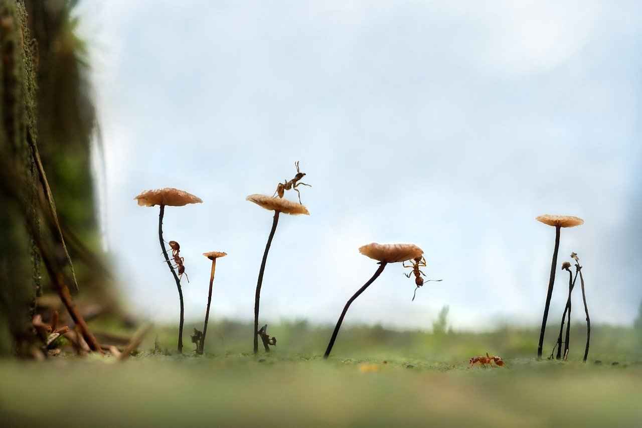Potential Side Effects of Chaga Mushrooms