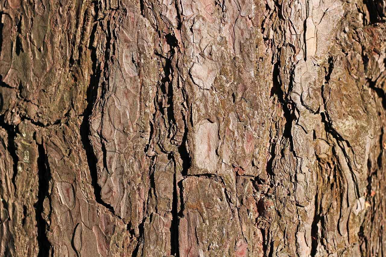 Conclusion: Embracing the Heart-Healthy Benefits of Arjuna Bark