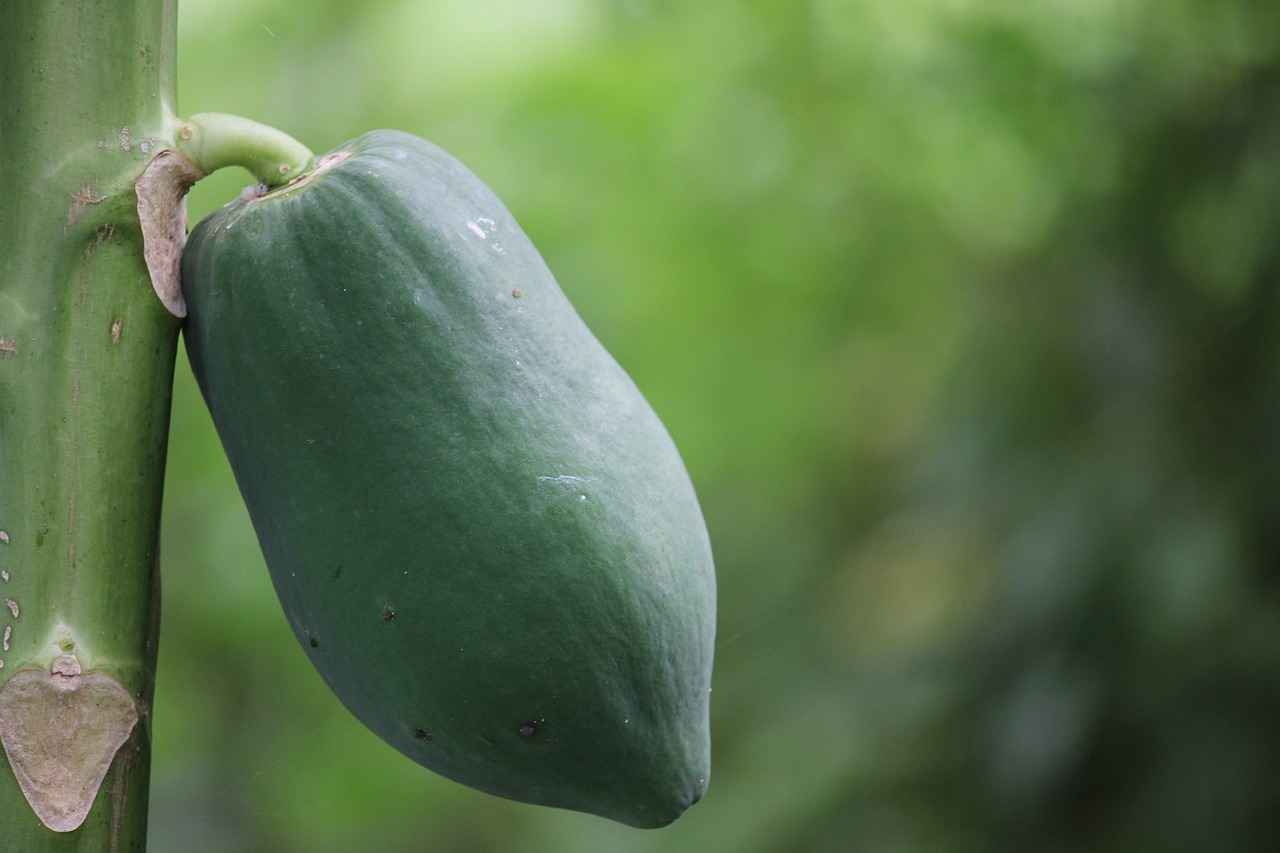 Harnessing the Digestive Benefits of Papaya Enzymes