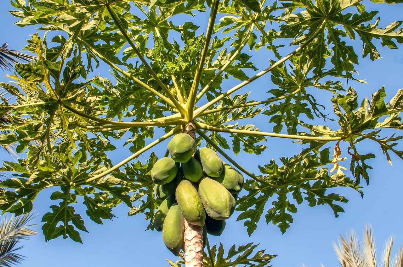 Conclusion: The Power of Papaya Enzymes