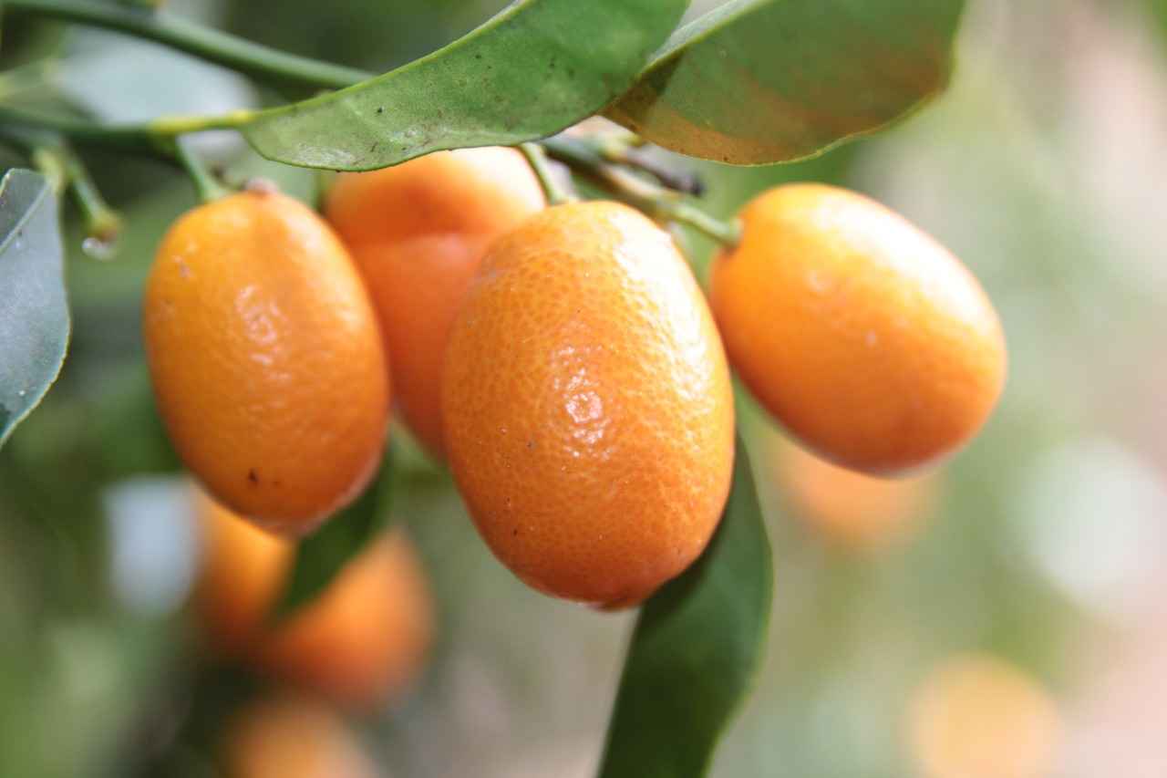 What is Guarana?