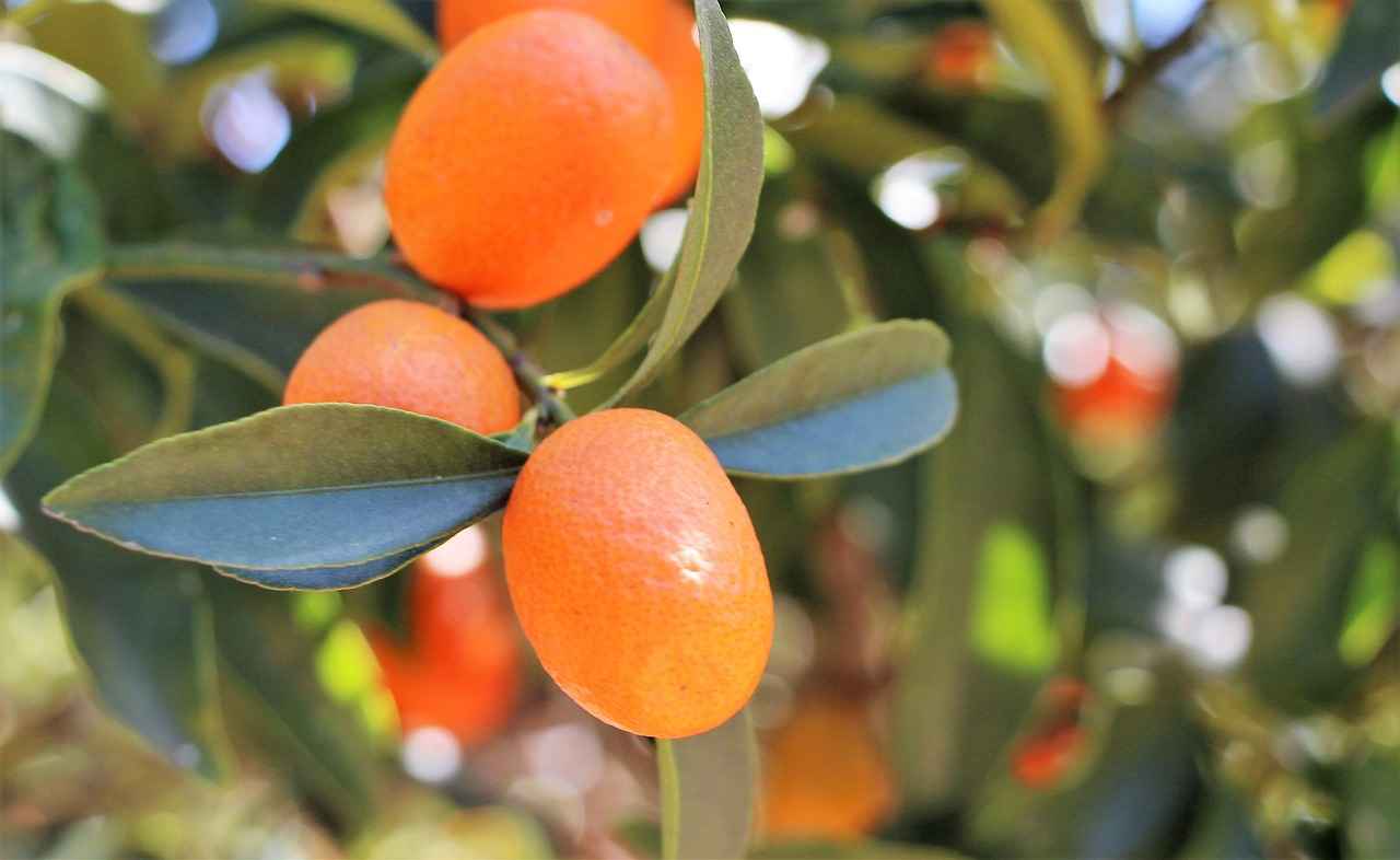 Potential Side Effects of Guarana