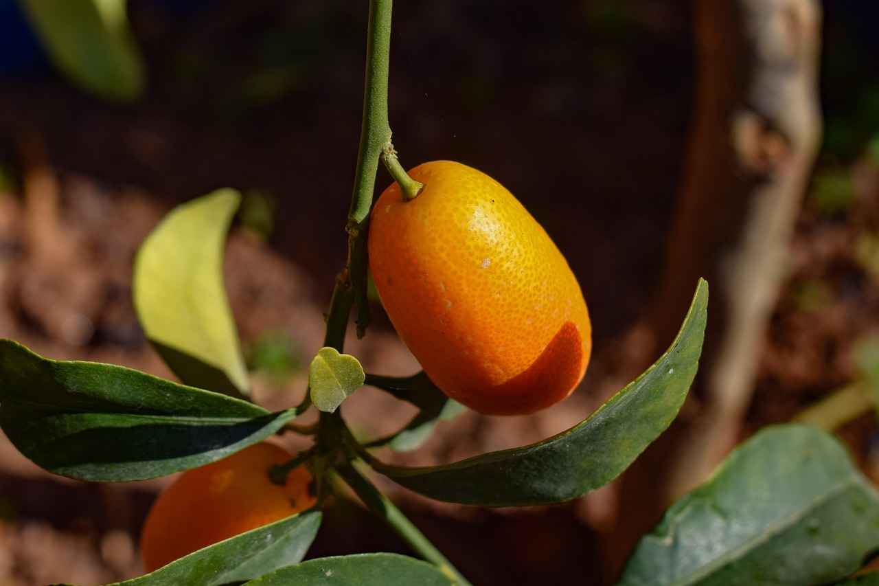 How to Use Guarana